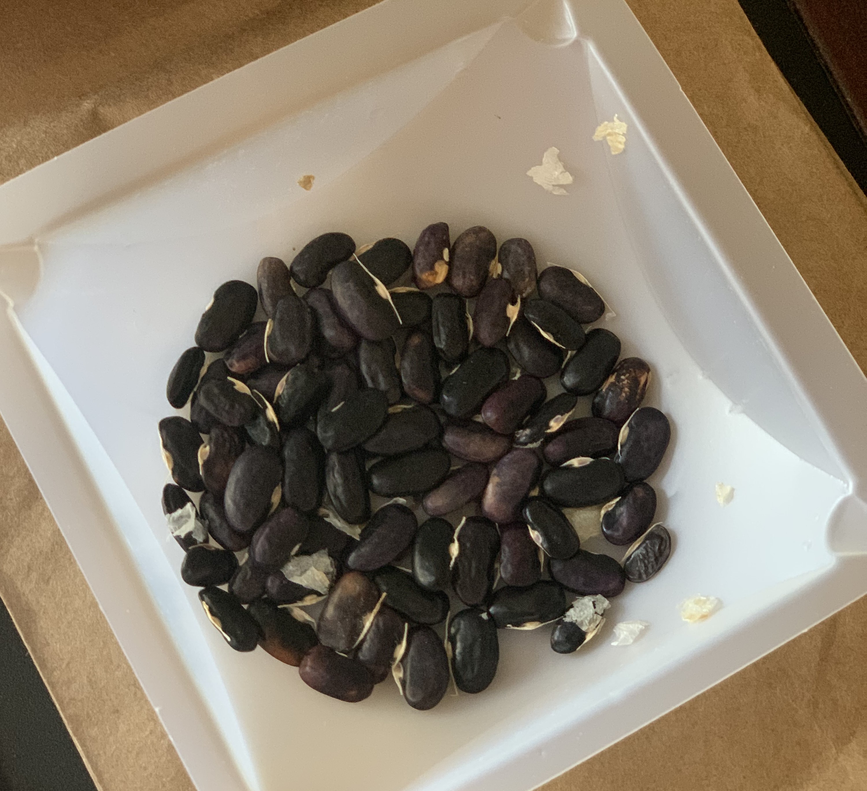Savage Wonder Pole Bean.